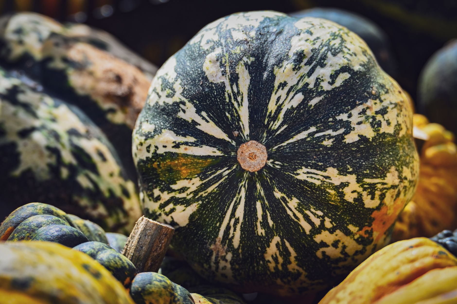 秋の旬の食材で食費を抑える｜安くて栄養のある旬を活かす - seasonal autumn vegetables